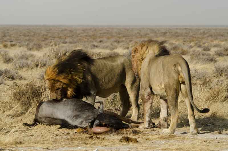 19 - Namibia - leones comiendo - parque nacional de Etosha